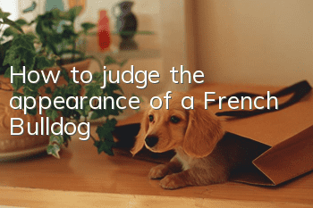 How to judge the appearance of a French Bulldog