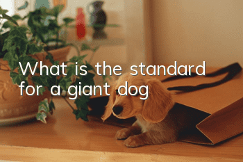 What is the standard for a giant dog?