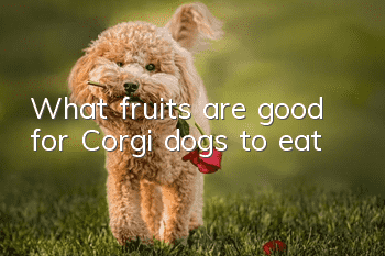 What fruits are good for Corgi dogs to eat?