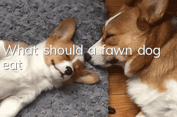 What should a fawn dog eat?