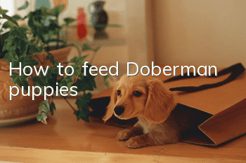How to feed Doberman puppies