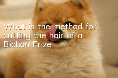 What is the method for cutting the hair of a Bichon Frize?