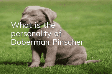 What is the personality of Doberman Pinscher?