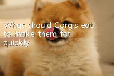 What should Corgis eat to make them fat quickly?