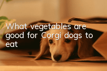What vegetables are good for Corgi dogs to eat?