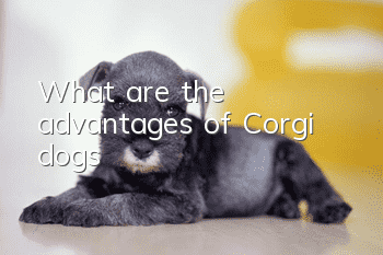 What are the advantages of Corgi dogs?