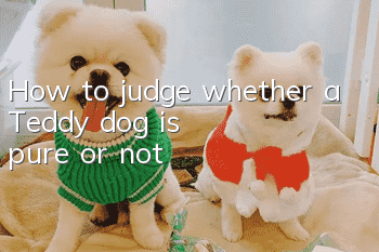 How to judge whether a Teddy dog ​​is pure or not
