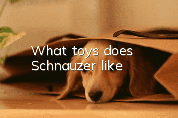 What toys does Schnauzer like?
