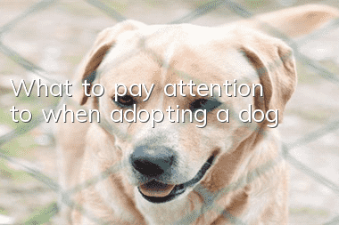 What to pay attention to when adopting a dog