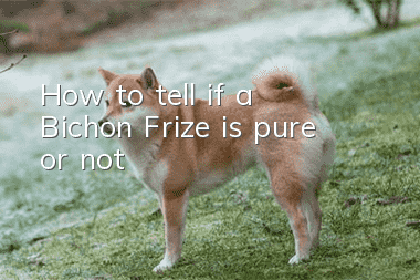 How to tell if a Bichon Frize is pure or not?
