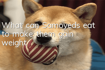 What can Samoyeds eat to make them gain weight?