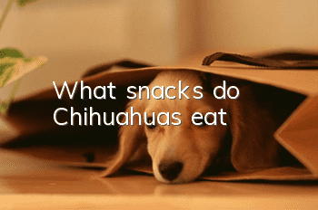 What snacks do Chihuahuas eat?