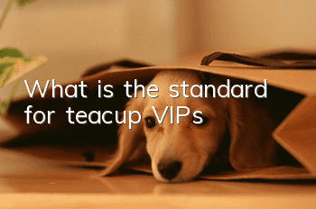 What is the standard for teacup VIPs?