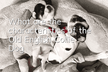 What are the characteristics of the Old English Collie Dog?