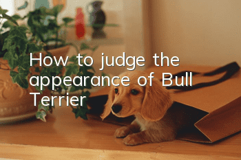 How to judge the appearance of Bull Terrier
