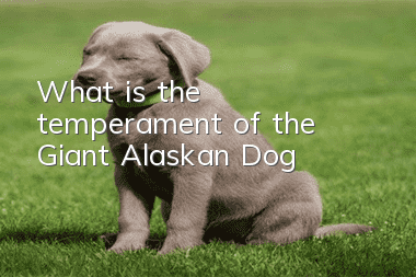 What is the temperament of the Giant Alaskan Dog?