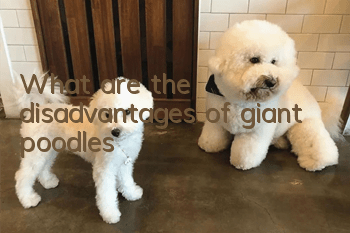 What are the disadvantages of giant poodles?