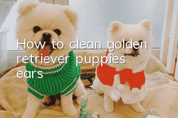 How to clean golden retriever puppies’ ears