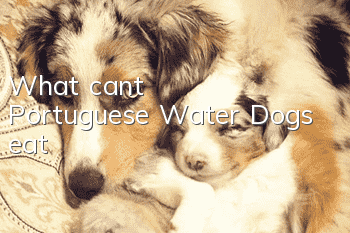 What can’t Portuguese Water Dogs eat?