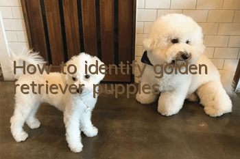 How to identify golden retriever puppies