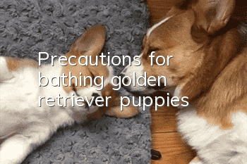 Precautions for bathing golden retriever puppies