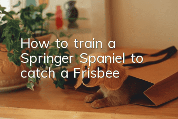 How to train a Springer Spaniel to catch a Frisbee