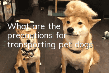 What are the precautions for transporting pet dogs?