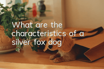 What are the characteristics of a silver fox dog?