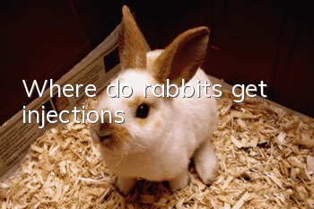 Where do rabbits get injections?