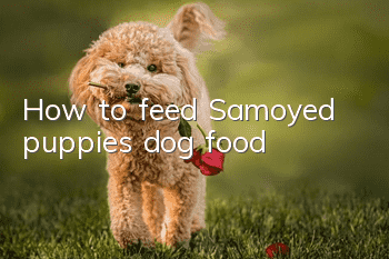 How to feed Samoyed puppies dog food