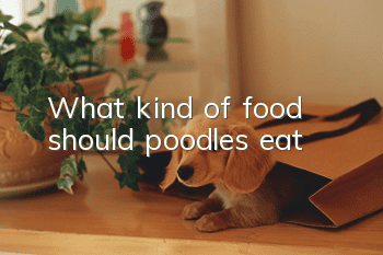 What kind of food should poodles eat?