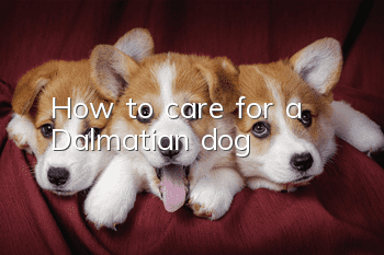 How to care for a Dalmatian dog