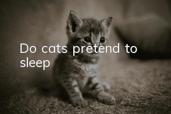 Do cats pretend to sleep?
