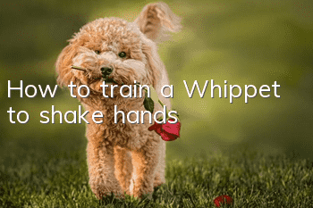 How to train a Whippet to shake hands