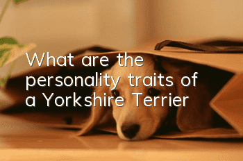 What are the personality traits of a Yorkshire Terrier?