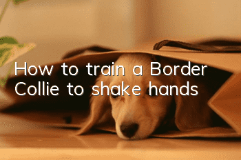 How to train a Border Collie to shake hands