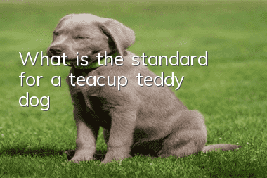 What is the standard for a teacup teddy dog?