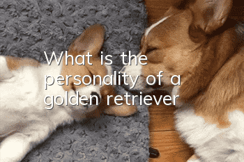 What is the personality of a golden retriever?