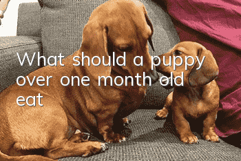 What should a puppy over one month old eat?