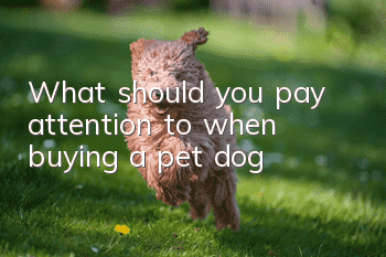 What should you pay attention to when buying a pet dog?