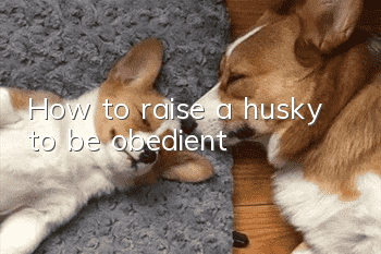 How to raise a husky to be obedient