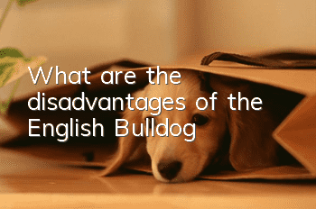 What are the disadvantages of the English Bulldog?