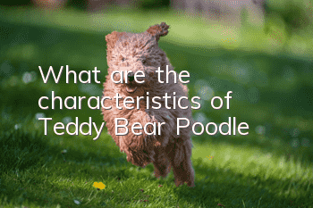 What are the characteristics of Teddy Bear Poodle?