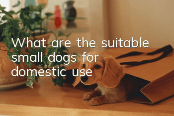 What are the suitable small dogs for domestic use?