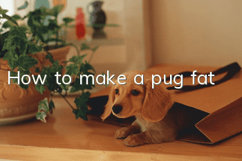 How to make a pug fat
