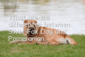 What are the differences between Silver Fox Dog and Pomeranian?