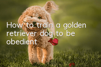 How to train a golden retriever dog to be obedient