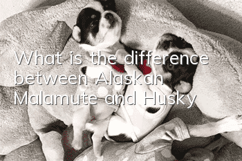 What is the difference between Alaskan Malamute and Husky?