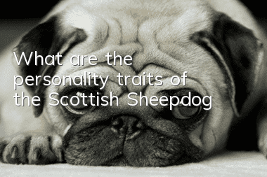 What are the personality traits of the Scottish Sheepdog?