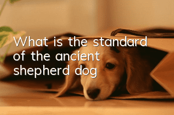 What is the standard of the ancient shepherd dog?